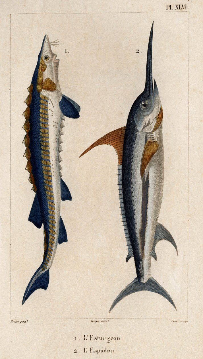 Steur en zwaardvis. 