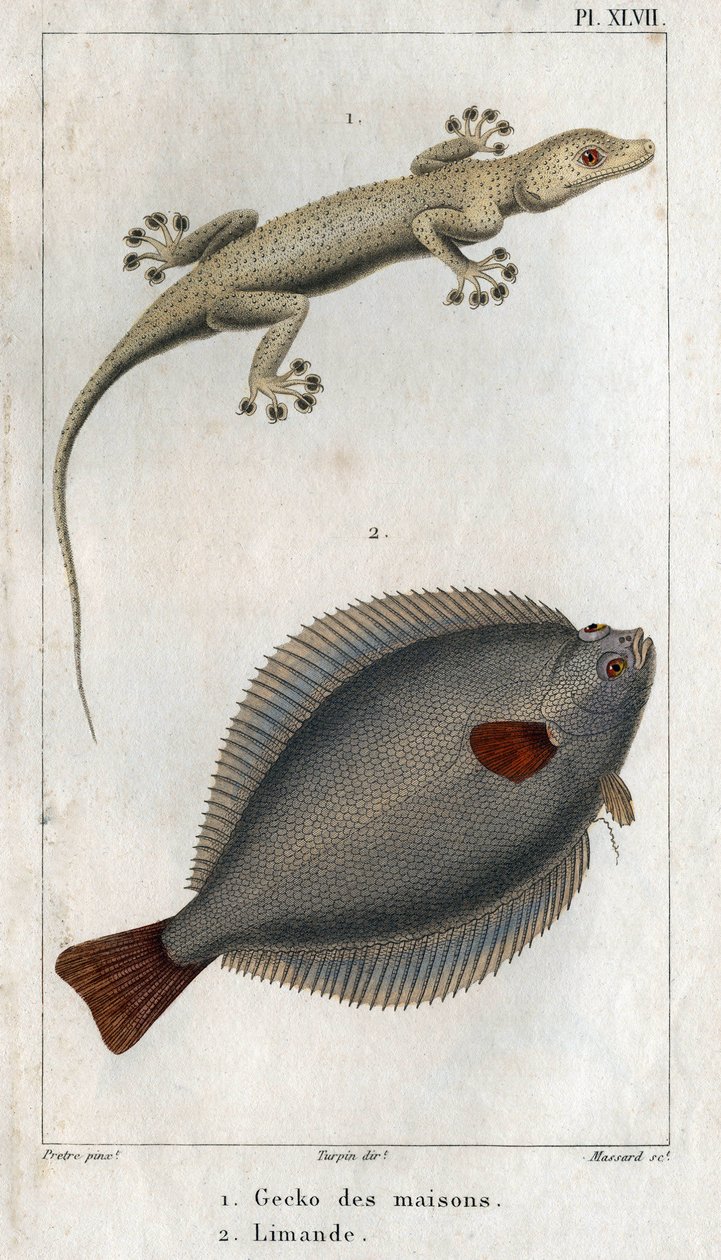 De huiskameleon en de limand. Plaat uit Fauna van de fysica of geschiedenis van dieren en hun producten door Hippolyte Cloquet door Hippolyte Cloquet