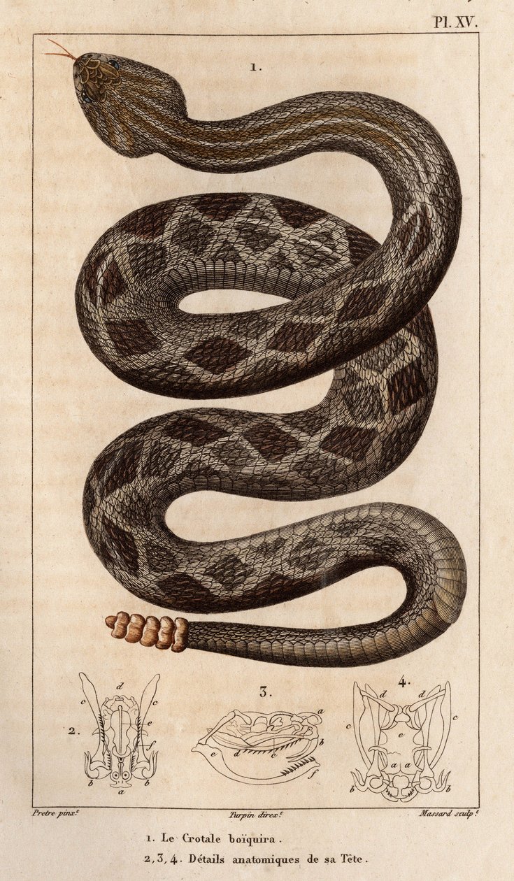 De ratelslang zal drinken, anatomische details van zijn hoofd. 