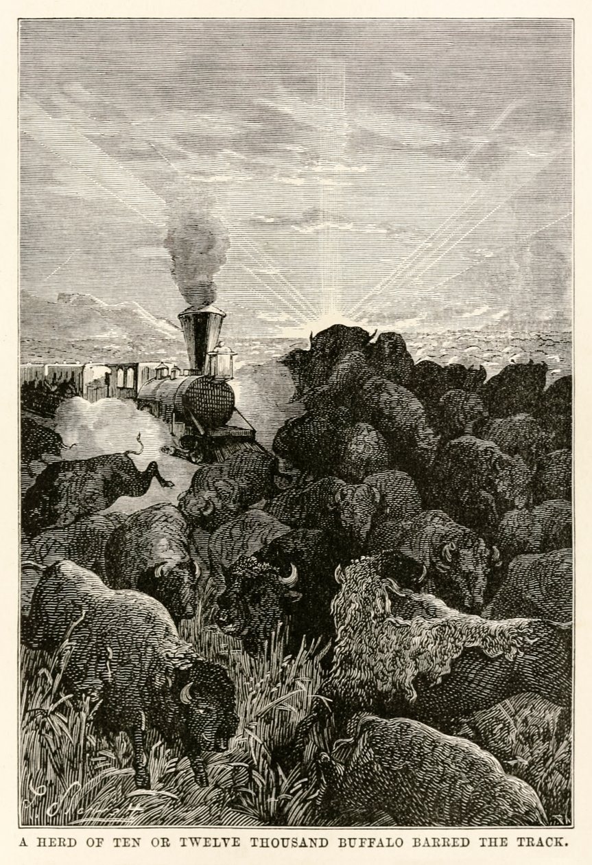 Een kudde van tien of twaalf duizend buffels versperde de weg, uit De Reis om de Wereld in Tachtig Dagen door Jules Verne (1828-1905), gegraveerd door Louis Prevost, 1873 door Hippolyte Leon Benett