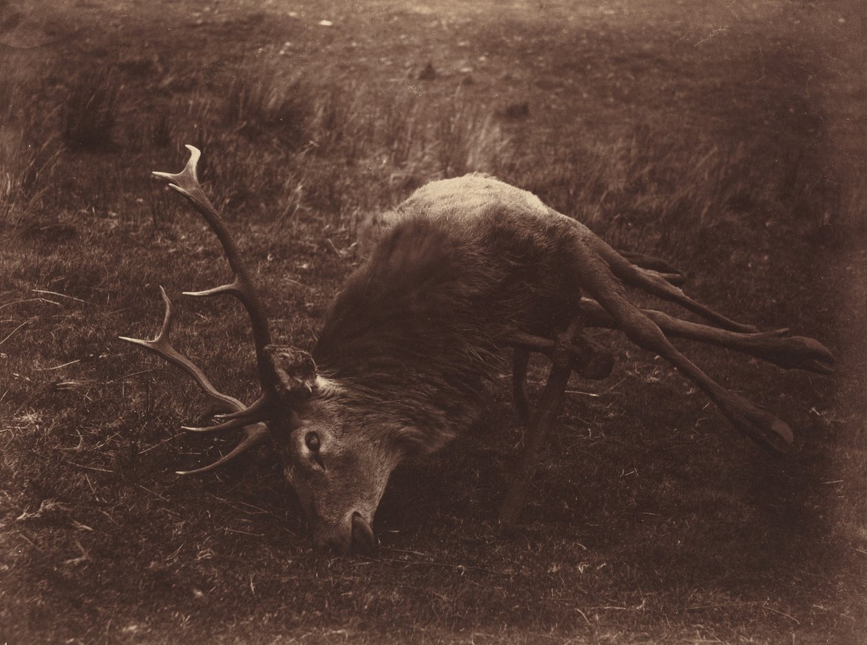 Dode hert,1857 (foto) door Horatio Ross