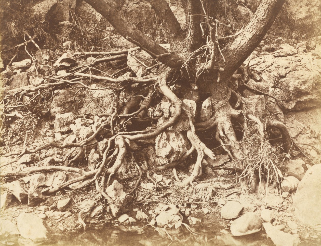 Boom met wirwar van wortels,1853 (foto) door Hugh Owen