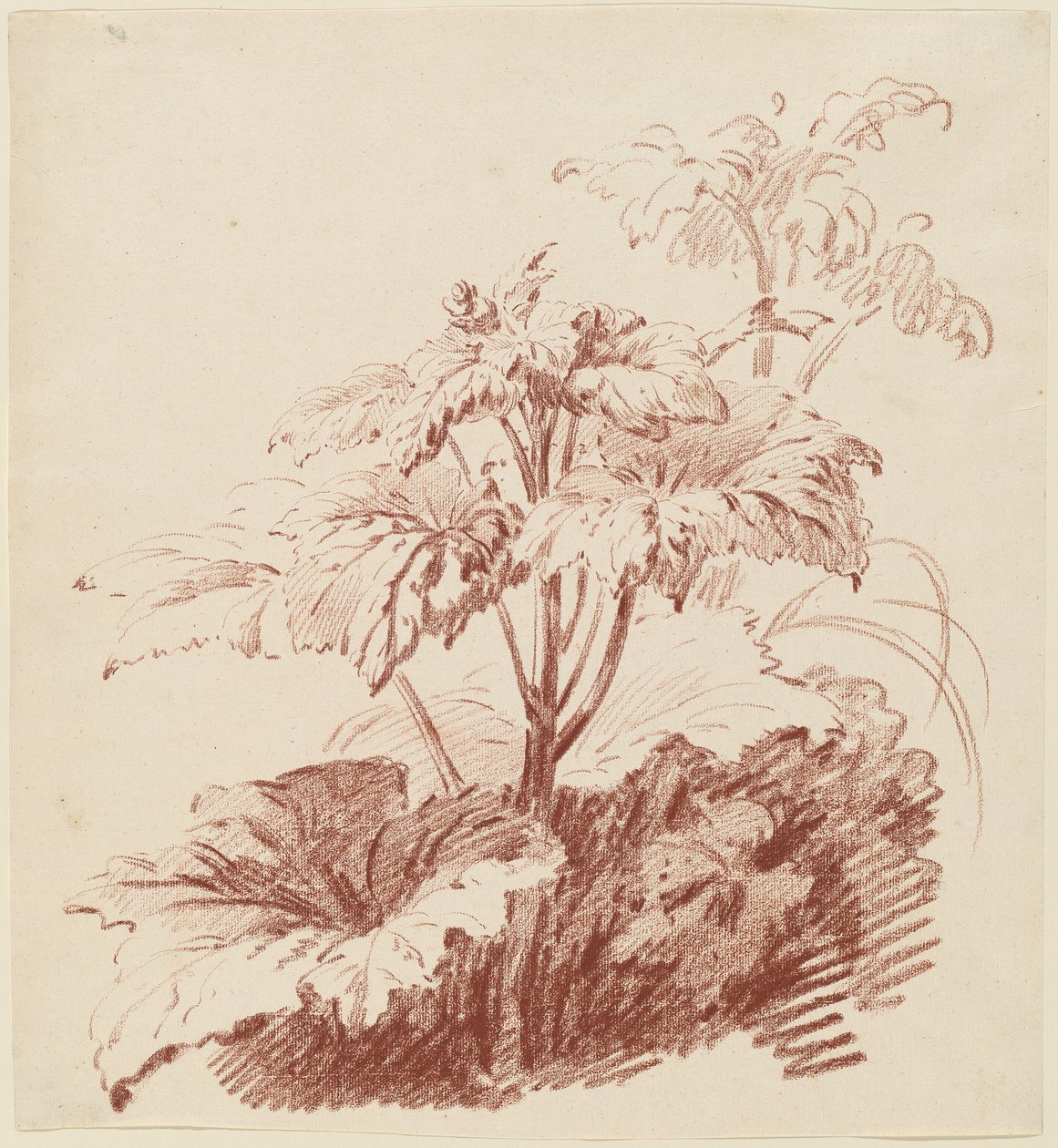 Bloeiende plant met knoppen door I Jean Baptiste Hüet