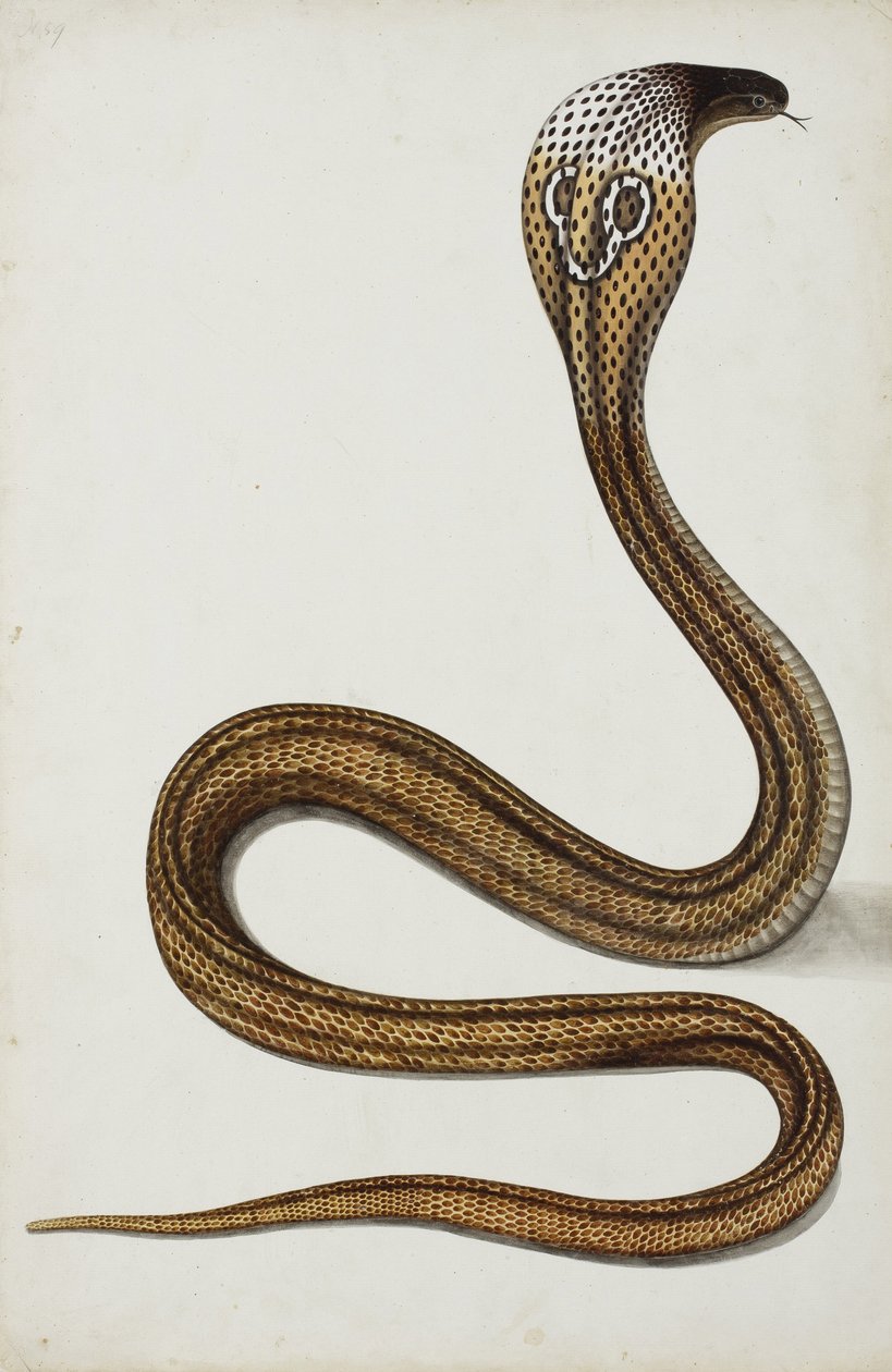 Een cobra (Maja tripudians) met gespreide kap, 1785-89 door Indian School