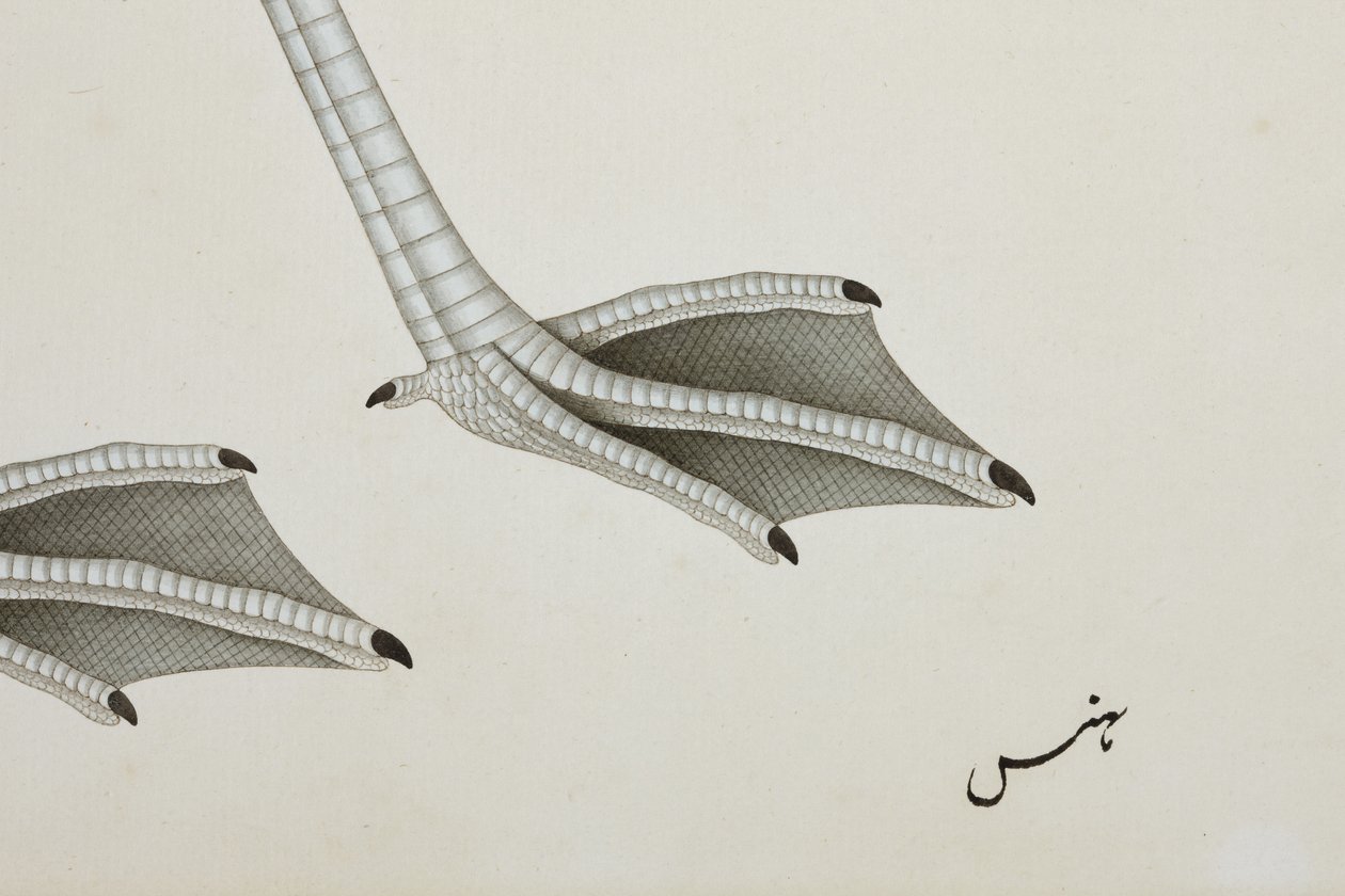 Een flamingo, detail, c.1780 door Indian School