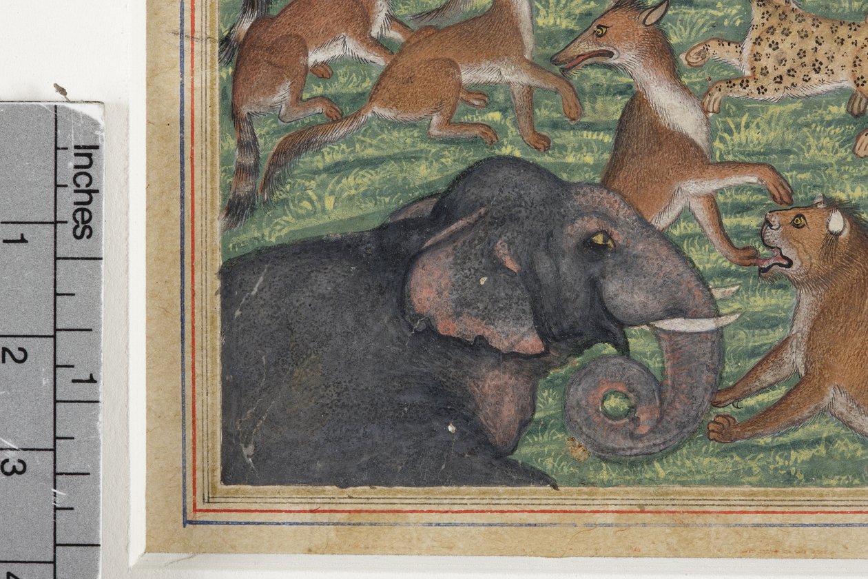 (detail) De jakhals die zichzelf koning uitriep, c.1560-65 door Indian School