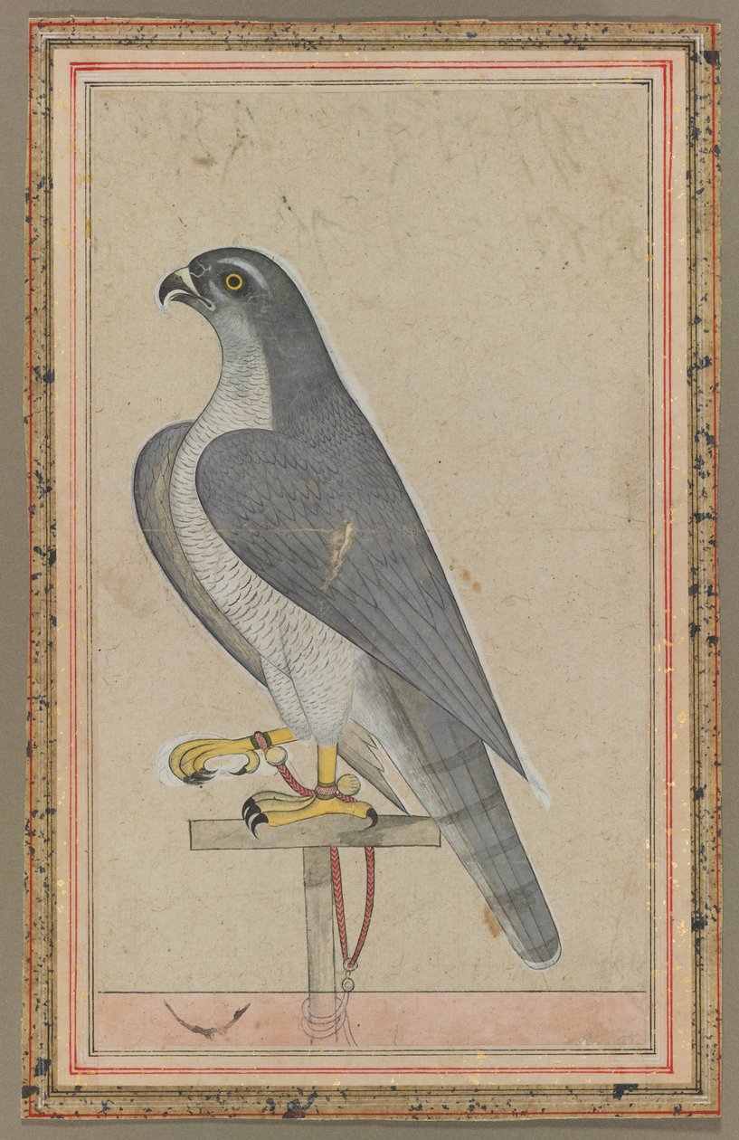 Valk, ca. 1770 (dekkende aquarel op papier) door Indian School