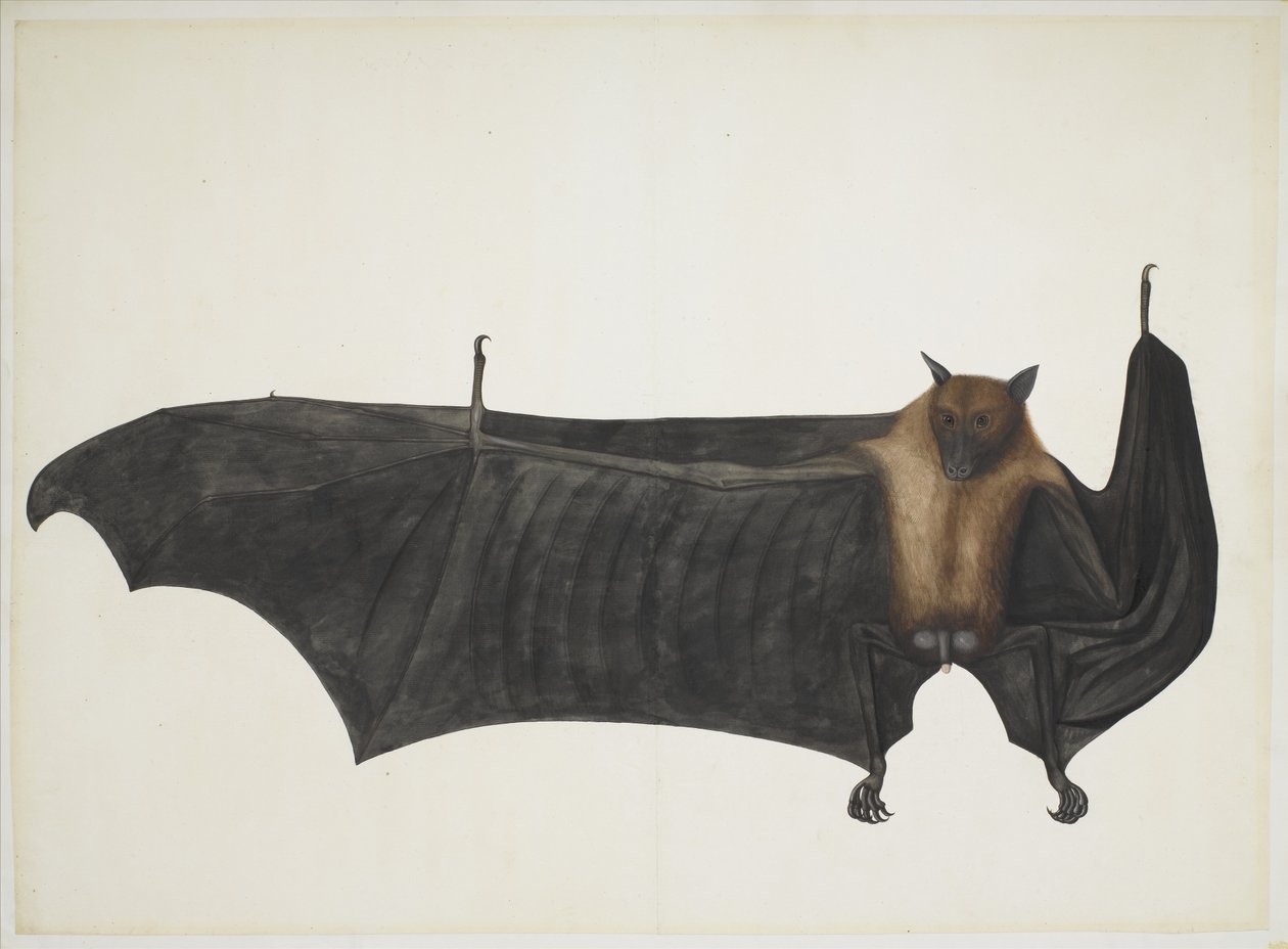 Grote Indiase fruitvleermuis, ca. 1777-82 door Indian School