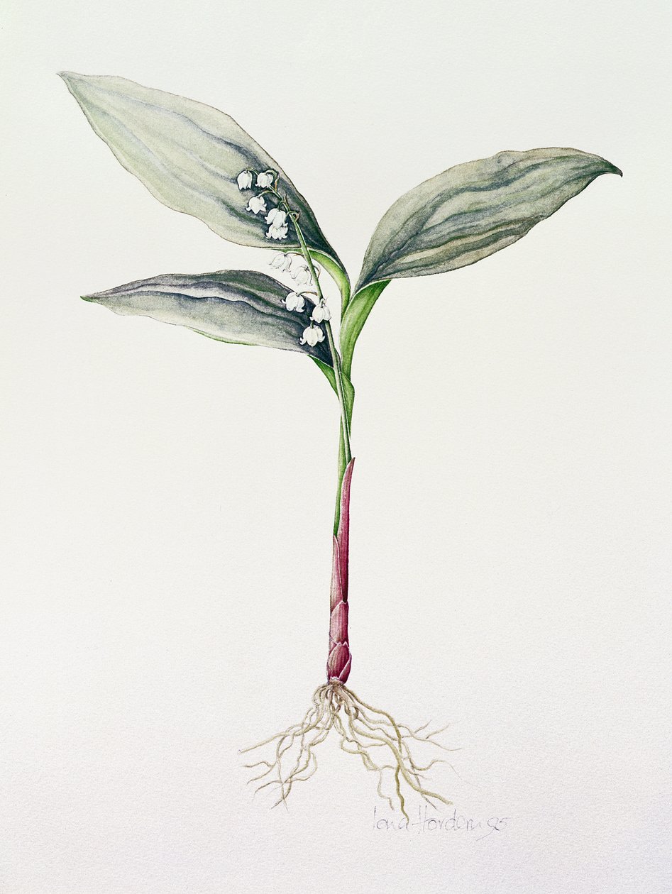 Lelietje-van-dalen, 1995 door Iona Hordern