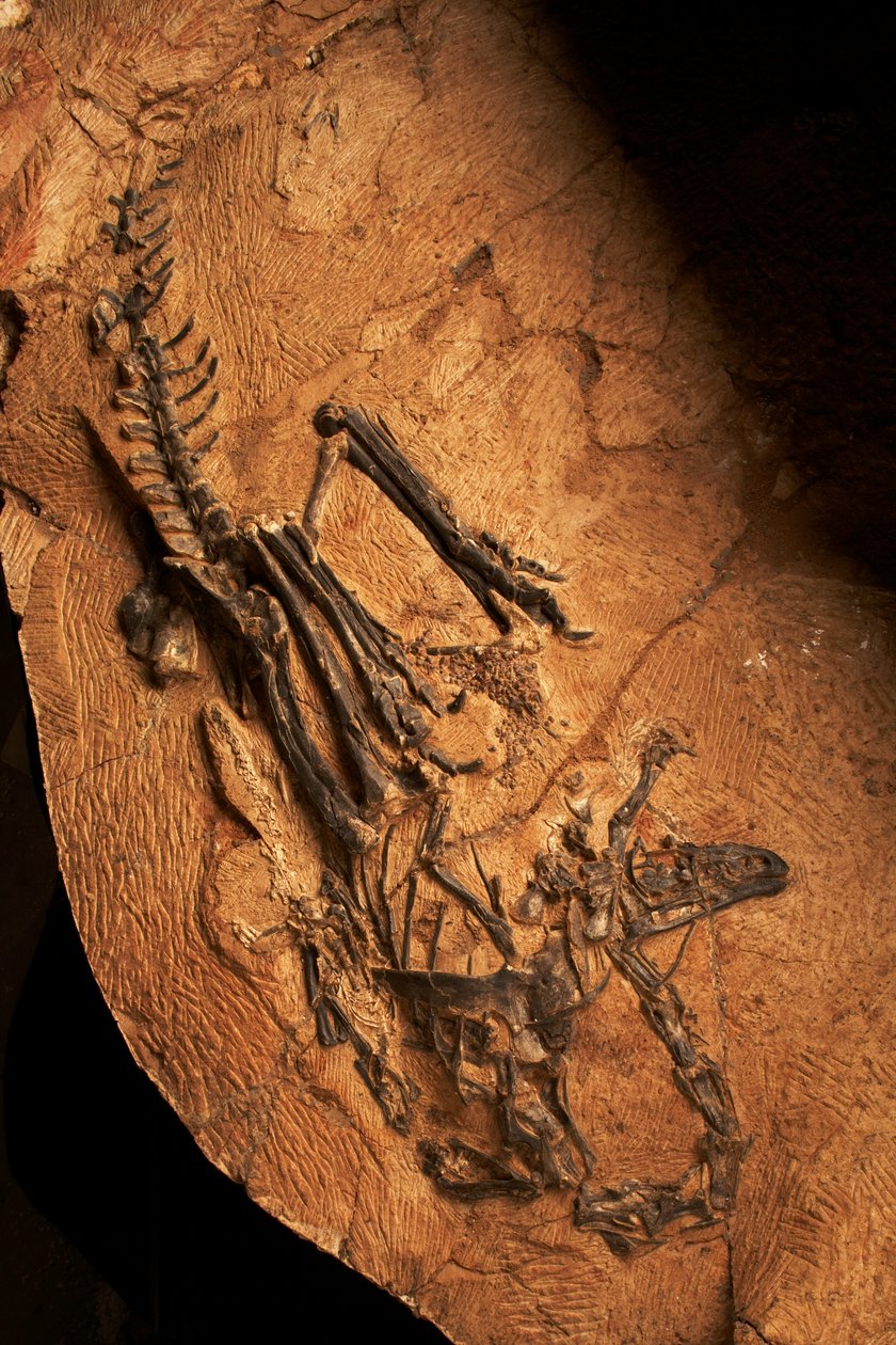 Een tandeloze Ceratosaurus bij het Instituut voor Vertebratenpaleontologie en Paleoantropologie in Xiaotangshan, Noord-Beijing, China. door Ira Block