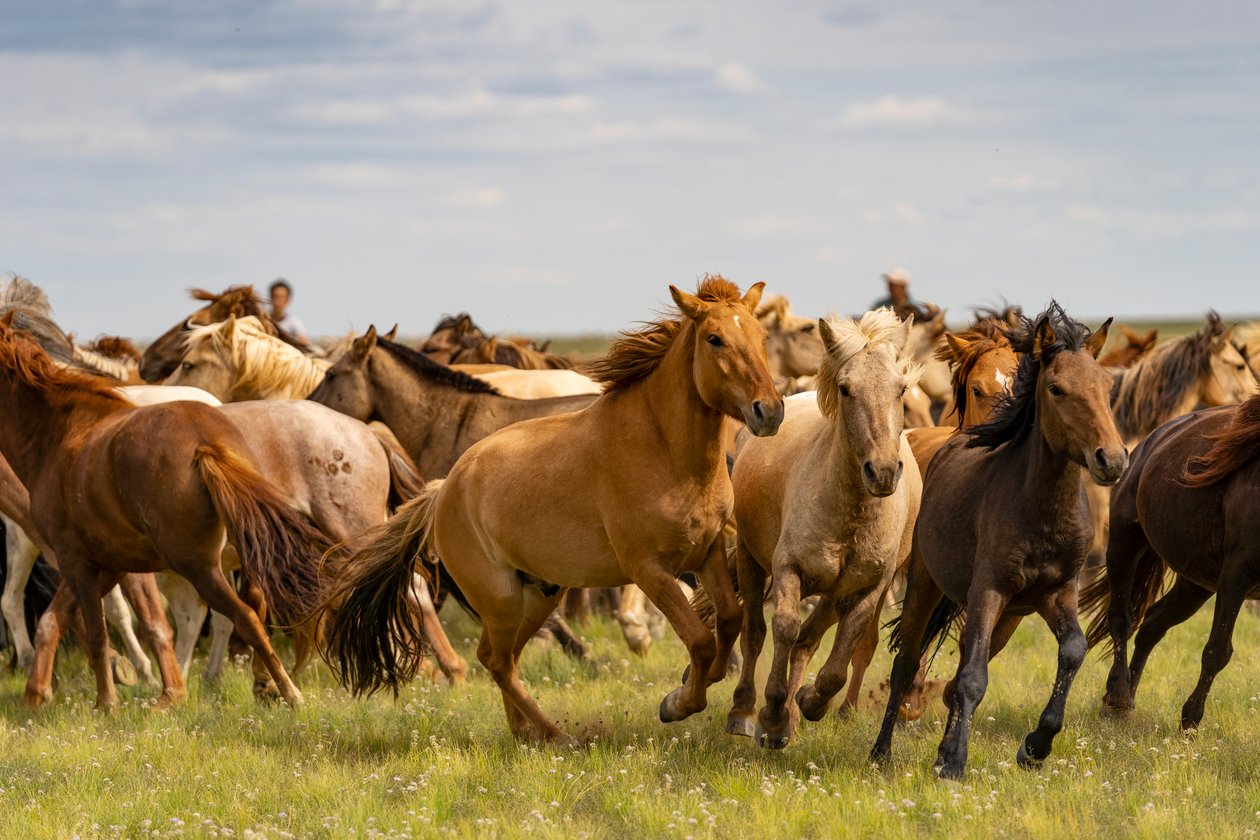 Een kudde paarden in de Zuid-Gobi woestijn, Mongolië door Ira Block