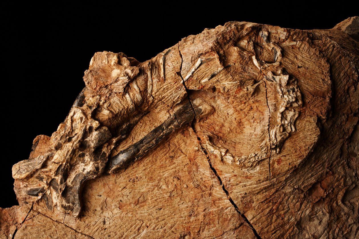 Een onbekende dinosaurus bij het Instituut voor Vertebraten Paleontologie en Paleoantropologie in Xiaotangshan, Noord-Beijing, China. door Ira Block