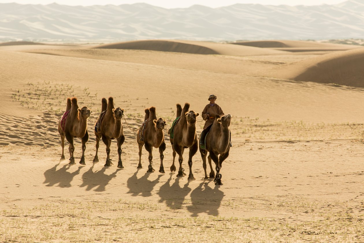 Karavaan van Bactrische kamelen in de Zuid-Gobi-woestijn, Mongolië, 2013 door Ira Block
