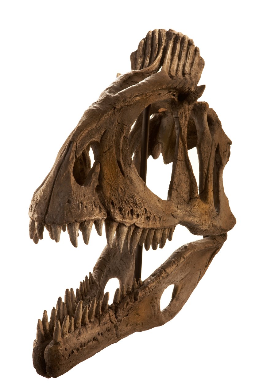 Cryolophosaurus afgietsel bij Augustana College, Rock Island, Illinois. door Ira Block