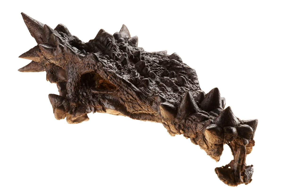 De schedel van de Dracorex in het Children