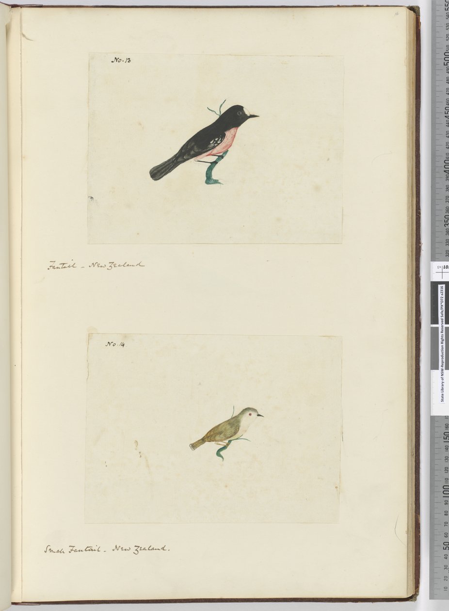 Waaierstaart, Nieuw-Zeeland Kleine waaierstaart, Nieuw-Zeeland, 1772-75 door Isaac Smith