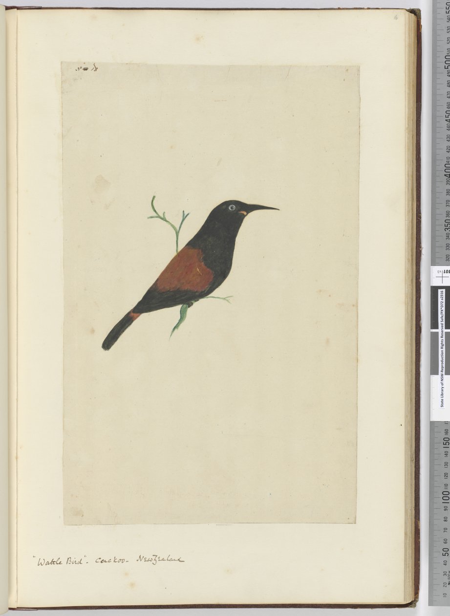 Wattle bird. Koekoek. Nieuw-Zeeland, 1772-75 door Isaac Smith