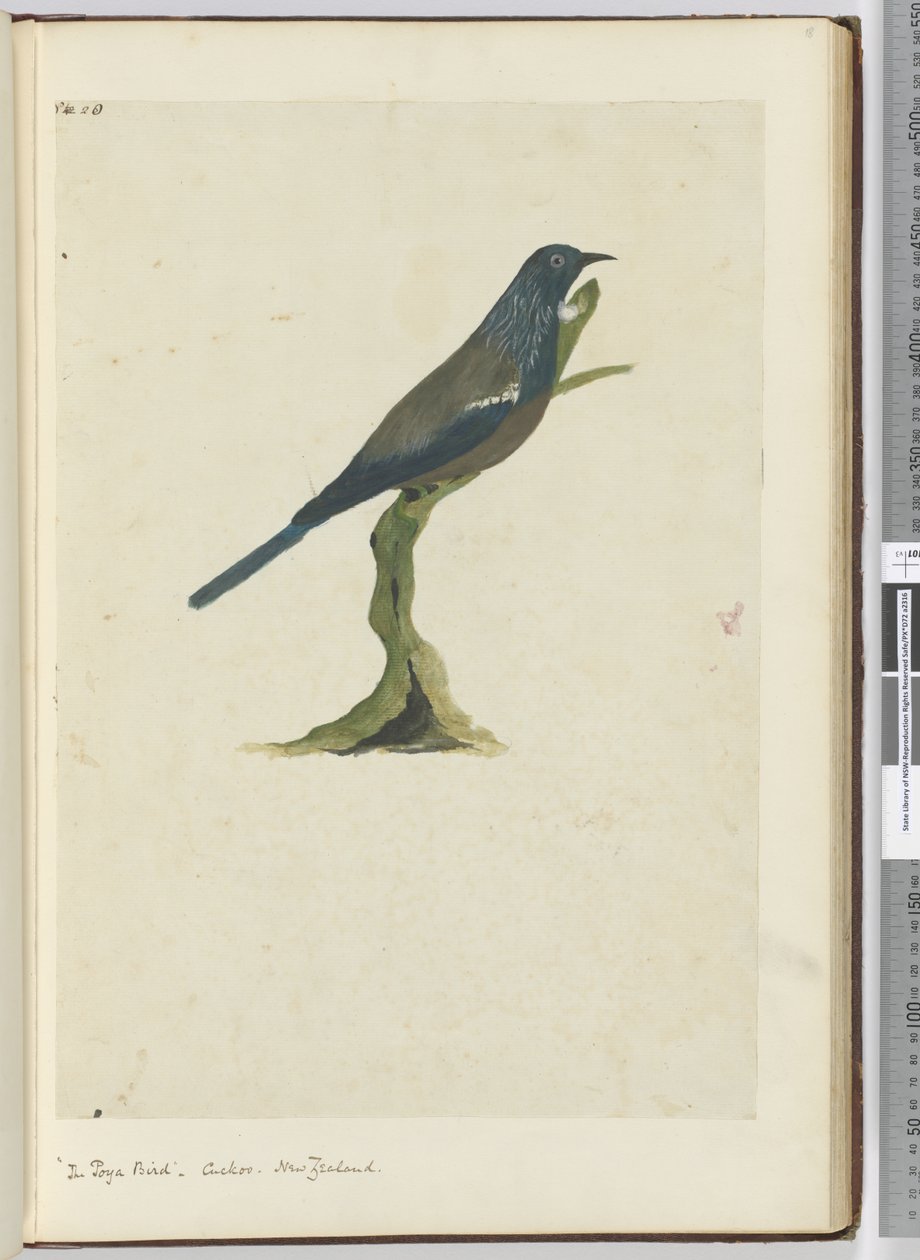De poya vogel, koekoek. Nieuw-Zeeland, 1772-75 door Isaac Smith