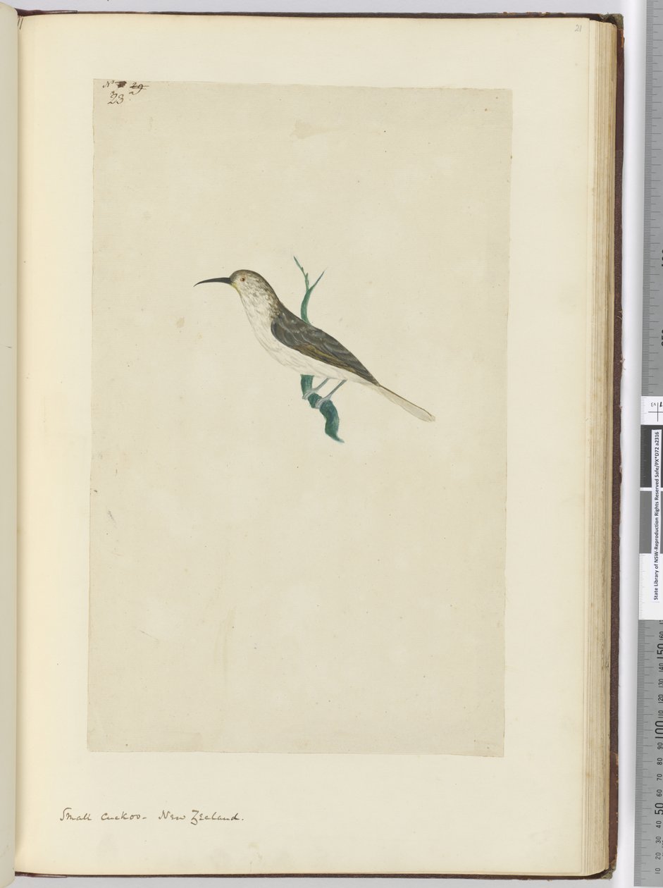 Kleine koekoek. Nieuw-Zeeland, 1772-75 door Isaac Smith