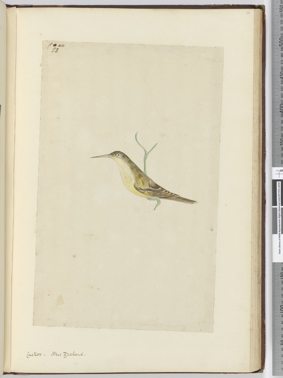 Koekoek. Nieuw-Zeeland, 1772-75 door Isaac Smith