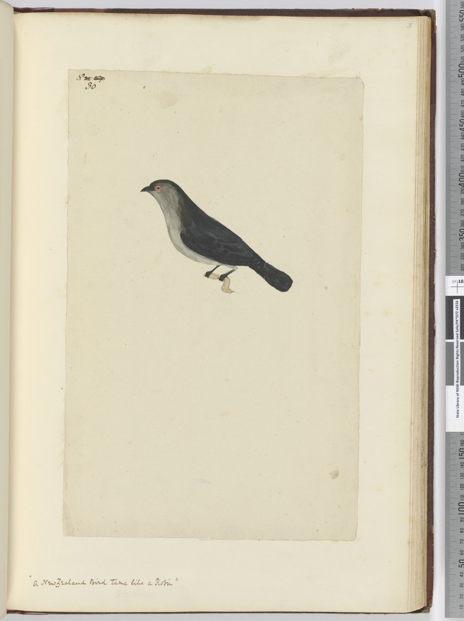 Een Nieuw-Zeelandse vogel tam als een roodborstje, 1772-75 door Isaac Smith
