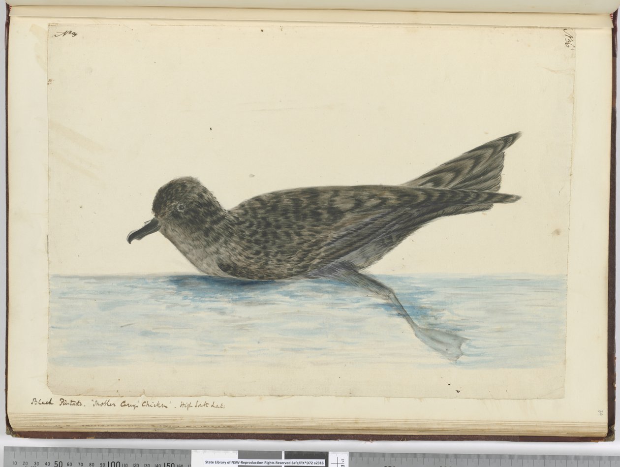 Zwarte pintado. Moeder Careys Kip. Hoge zuidelijke breedtegraad, 1772-75 door Isaac Smith