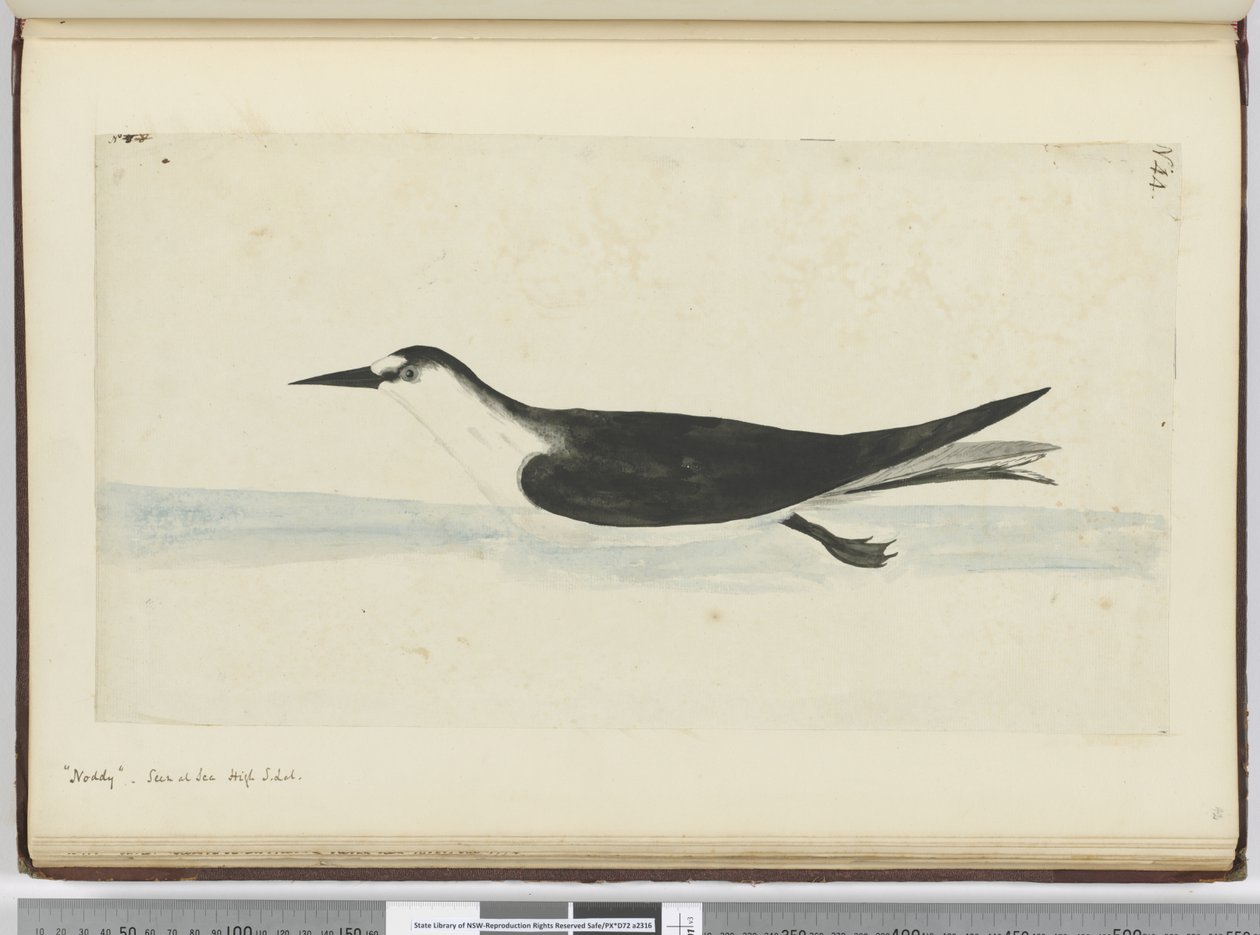 Noddy. Gezien op zee in hoge Z. breedte, 1772-75 door Isaac Smith