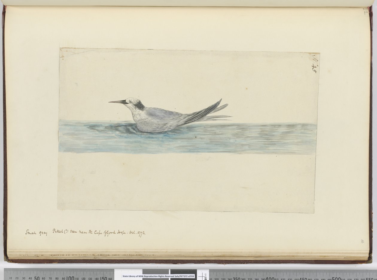 Kleine grijze stormvogel(?) gezien nabij Kaap de Goede Hoop. Okt. 1772, 1772-75 door Isaac Smith