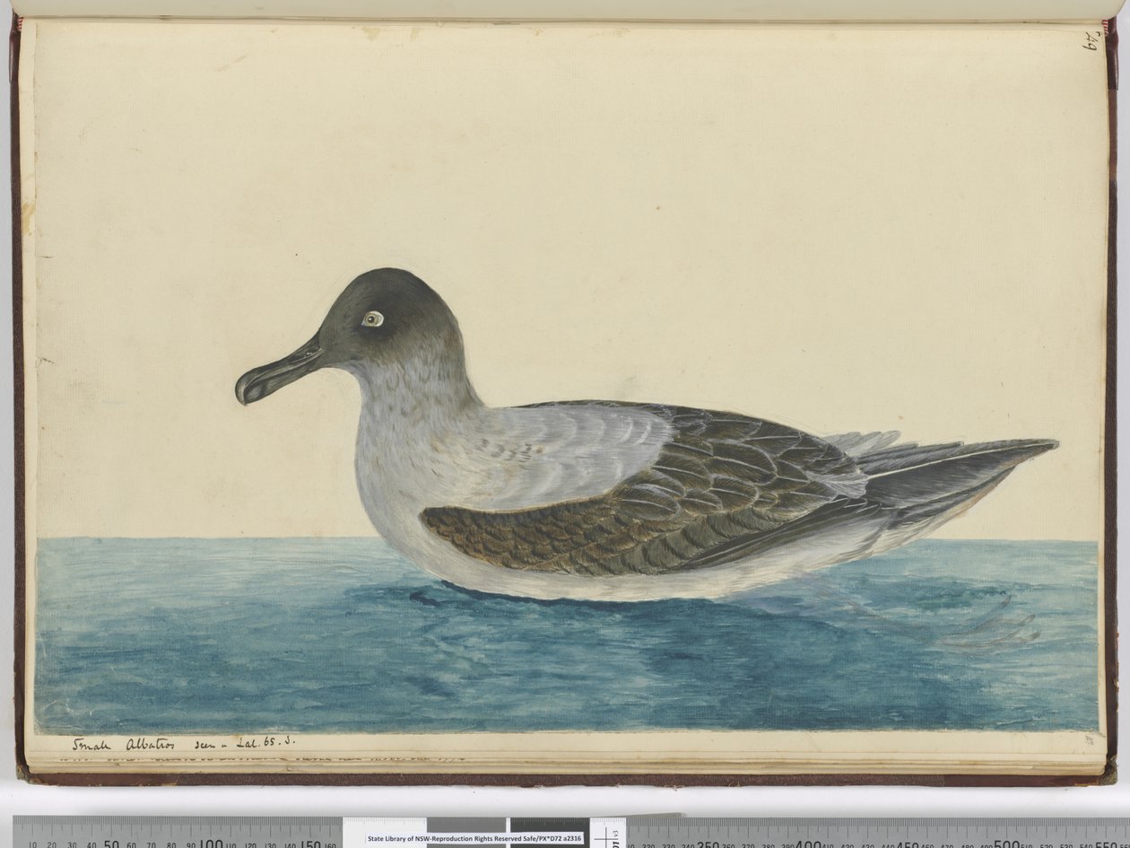 Kleine albatros gezien in breedte 65 Z., 1772-75 door Isaac Smith