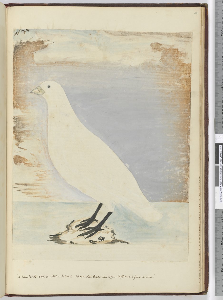 Een nieuwe vogel gezien op Staten Island Tierra del Fuego jan. 1774. Verondersteld om aan de kust te voeden, 1772-75 door Isaac Smith