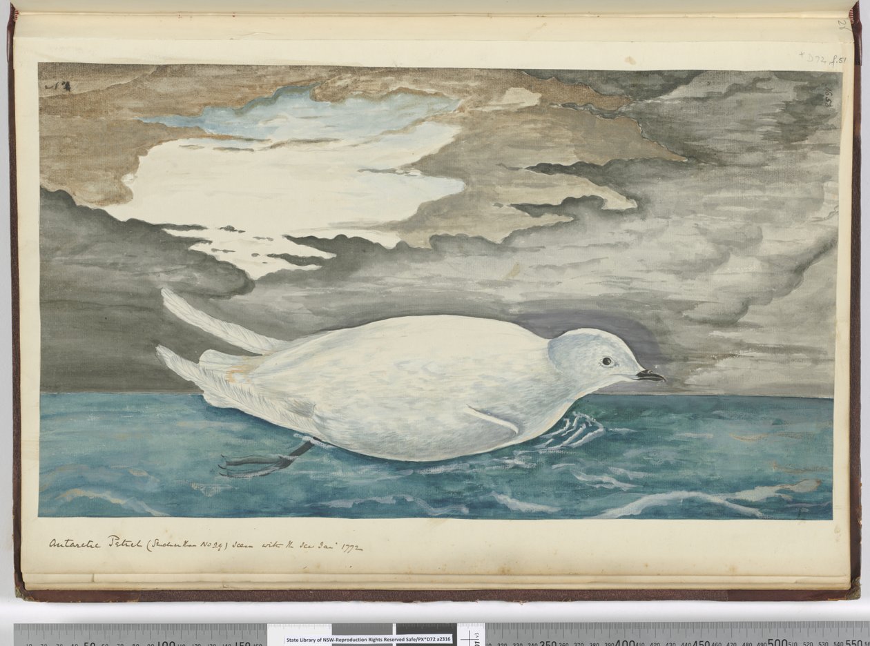 Antarctische stormvogel (kleiner dan nr. 29) gezien met het ijs jan. 1772, 1772-75 door Isaac Smith