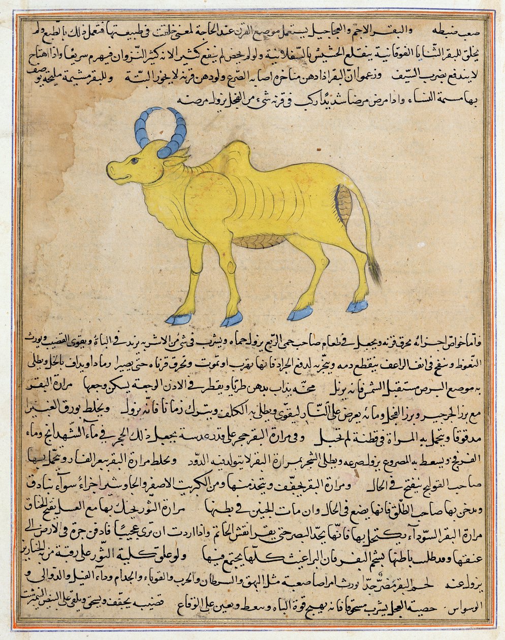 Zebu, illustratie uit 