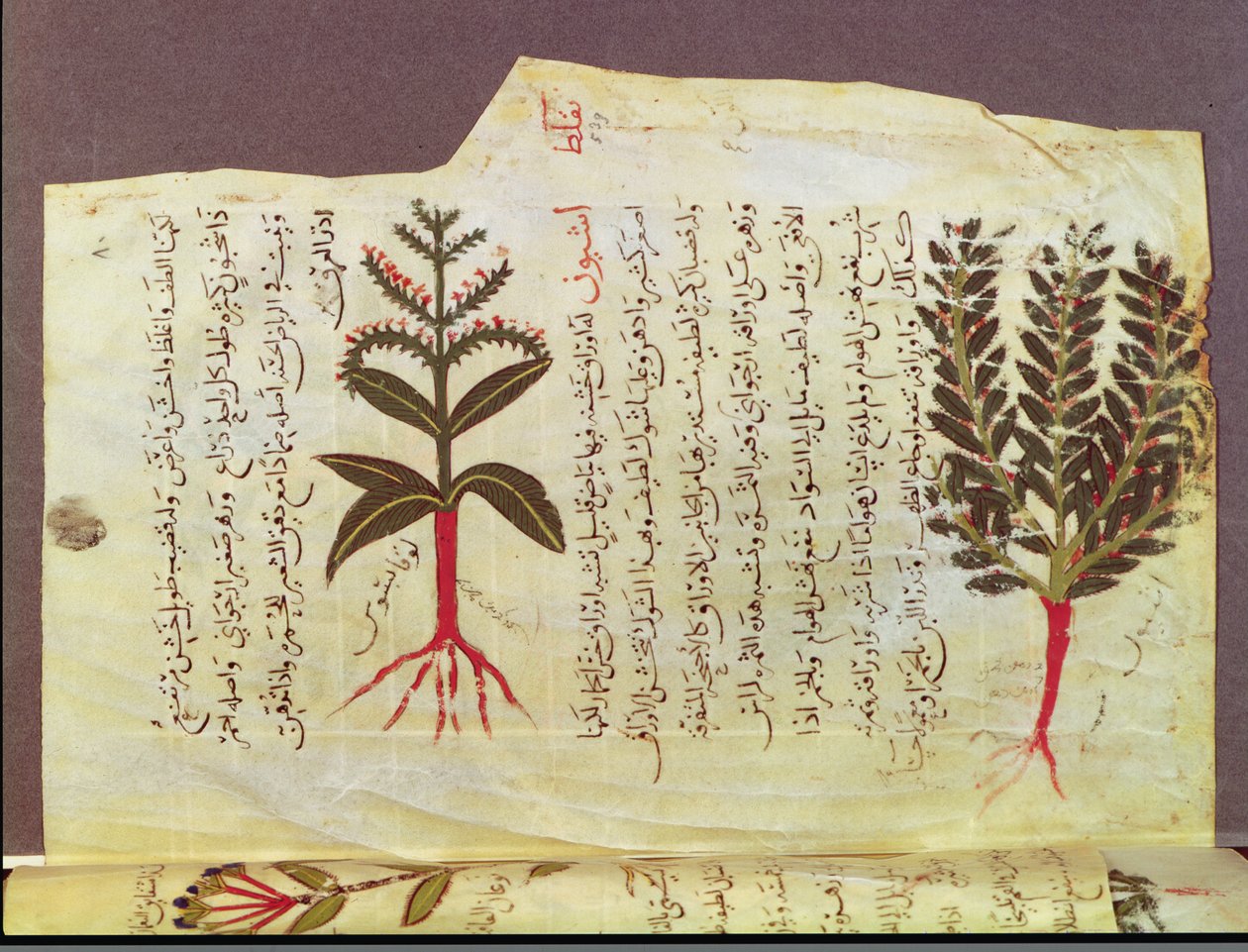 Planten uit een verhandeling van Dioscorides, 13e eeuw door Islamic School