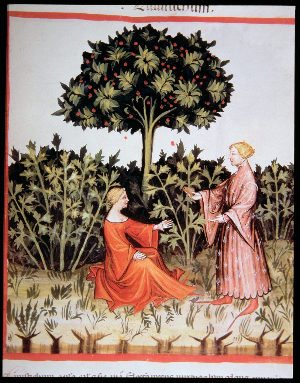 Nova 2644 fol. 36r Verzamelen van knolselderij, uit Tacuinum Sanitatis Codex Vindobonensis door Italian School