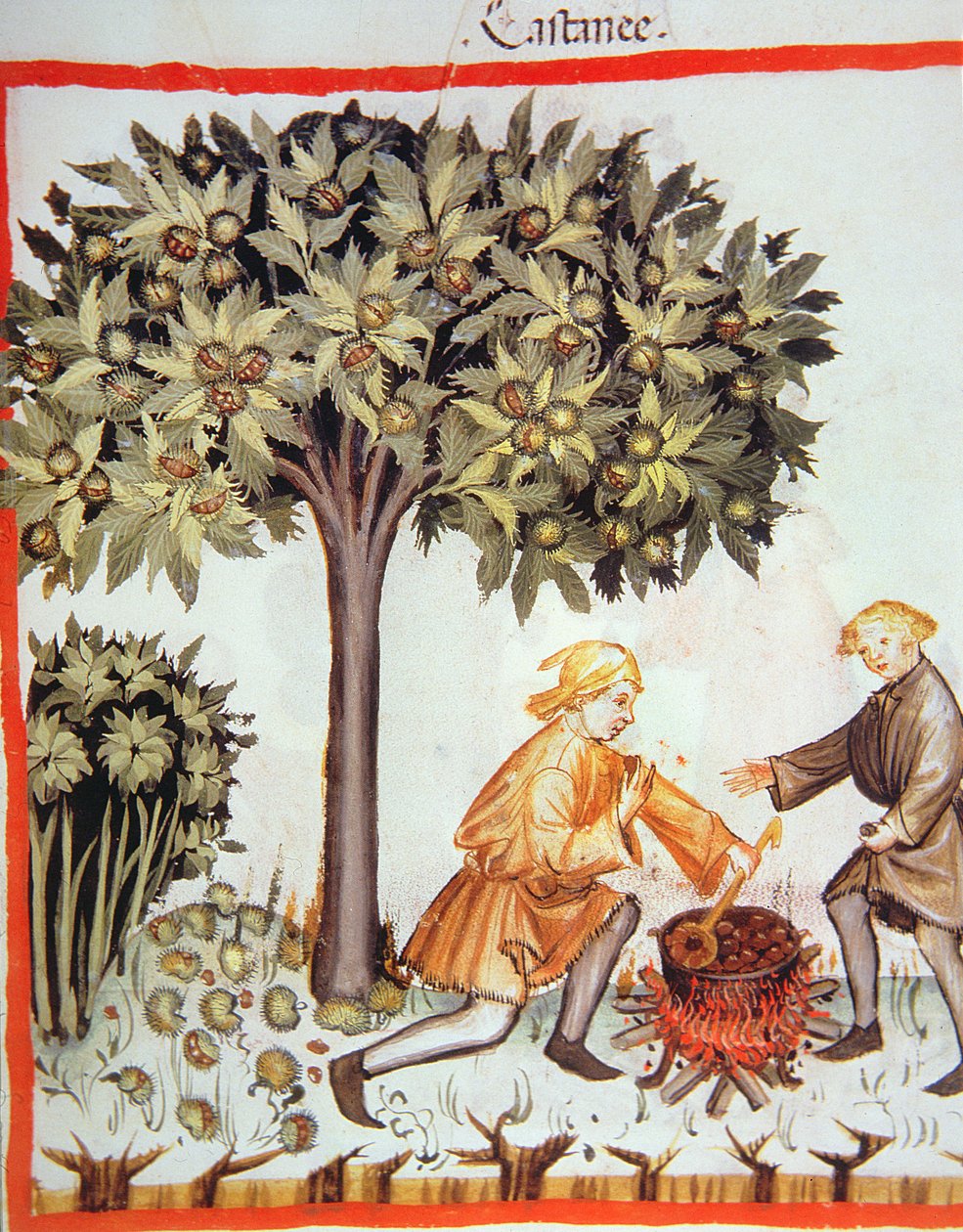 Nova 2644 fol.17r Kastanjes oogsten en koken, uit Tacuinum Sanitatis Codex Vindobonensis door Italian School