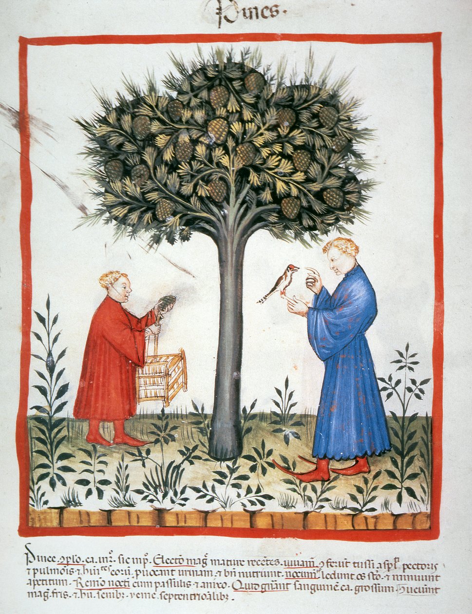 Dennenappels verzamelen, Tacuinum Sanitatis door Italian School