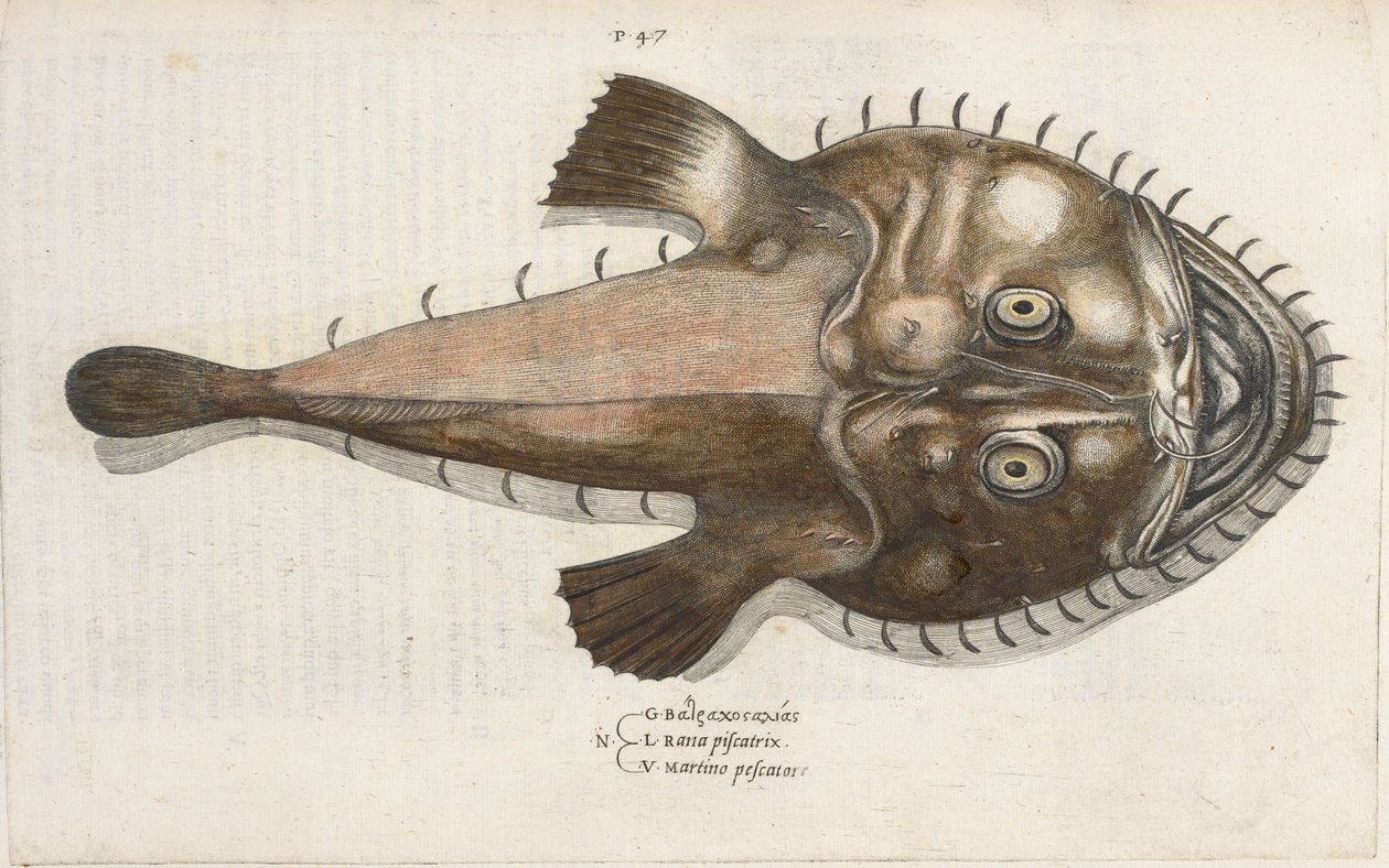 Een Padvis, illustratie uit 