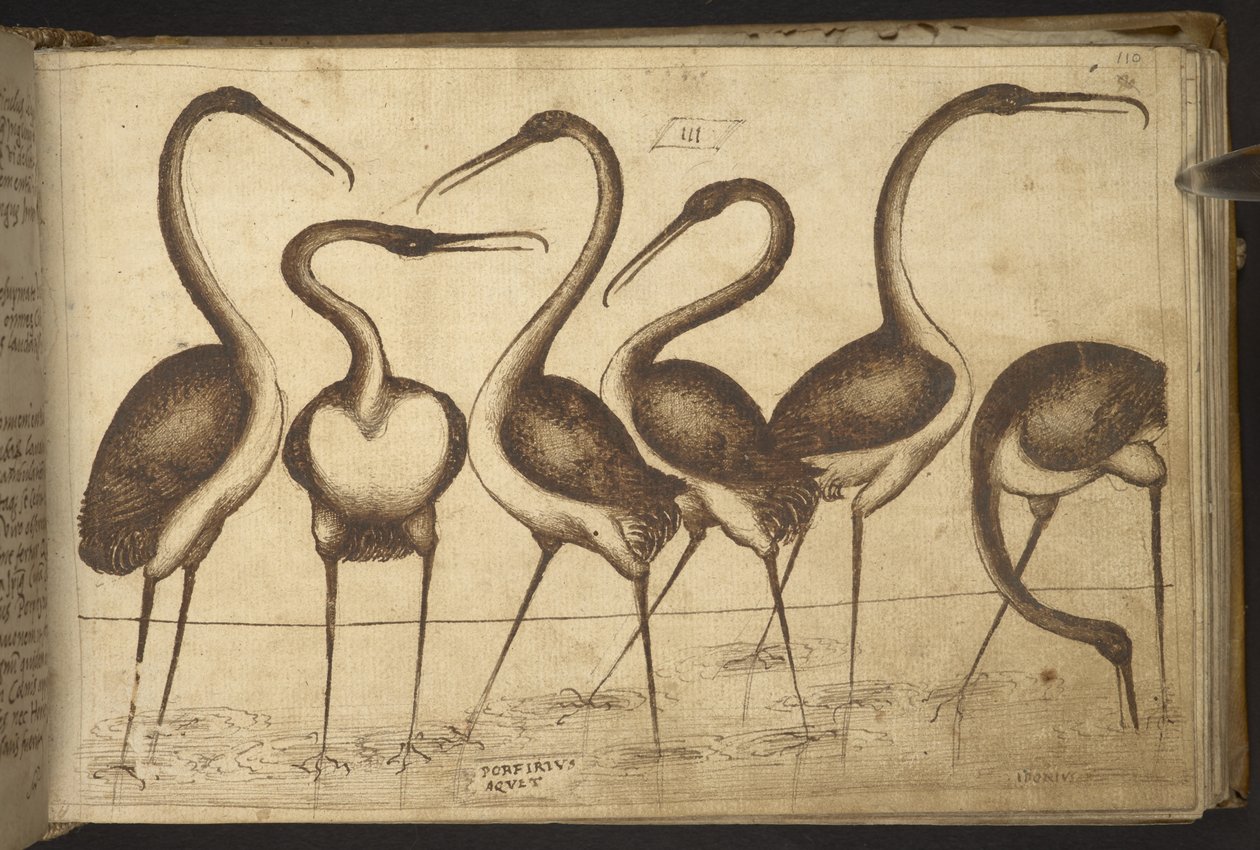 Vogels, uit Historia Animalium door Italian School