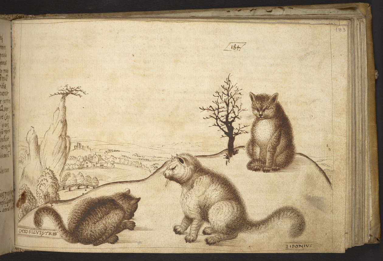 Add. 82955, f.183 Wilde katten (