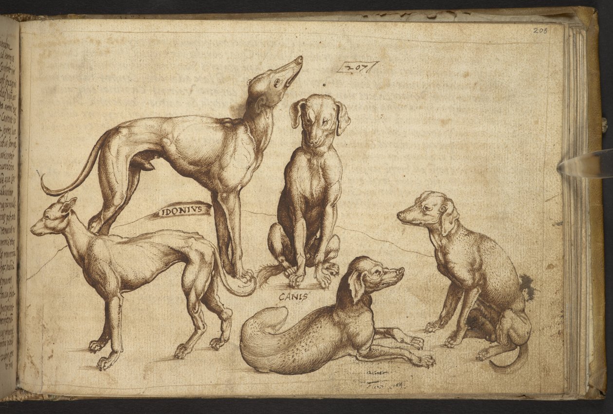 Honden van verschillende rassen (