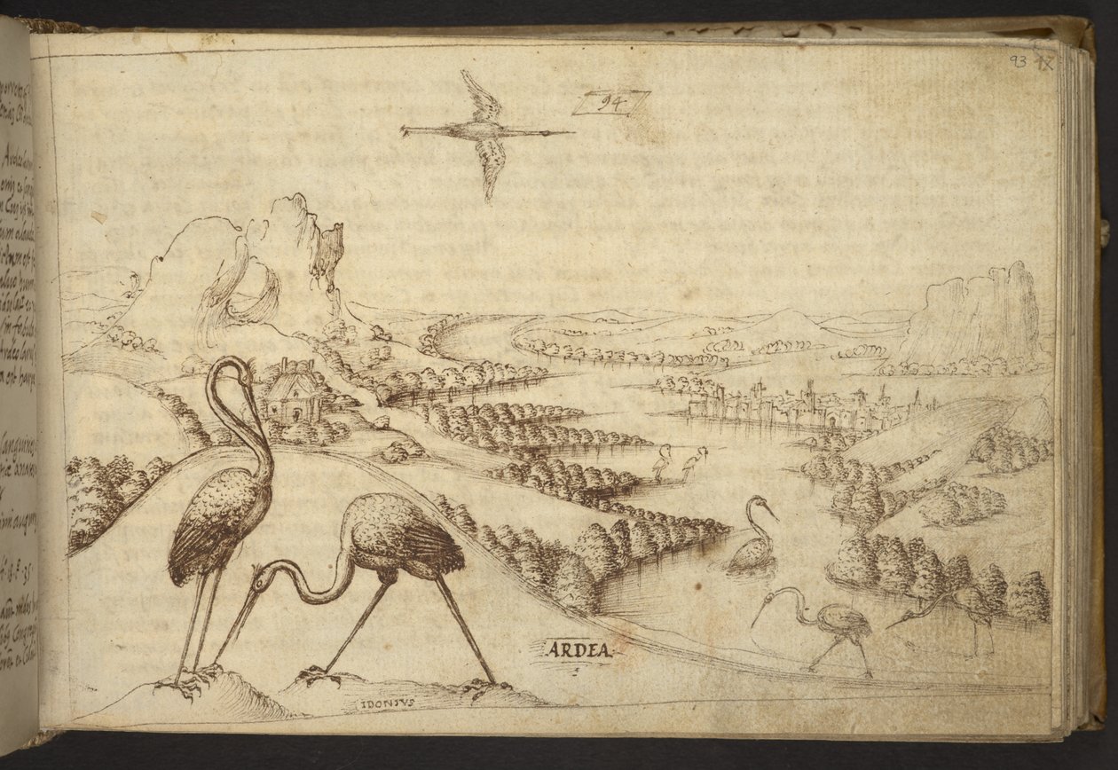 Reigers (