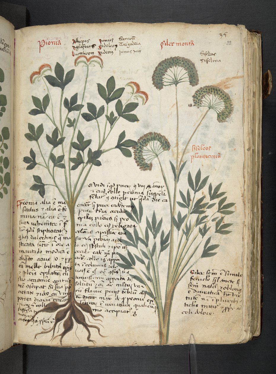 Een kruidenboek, Belluno door Italian School