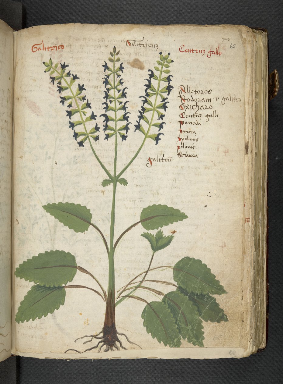 Een kruidenboek, Belluno door Italian School
