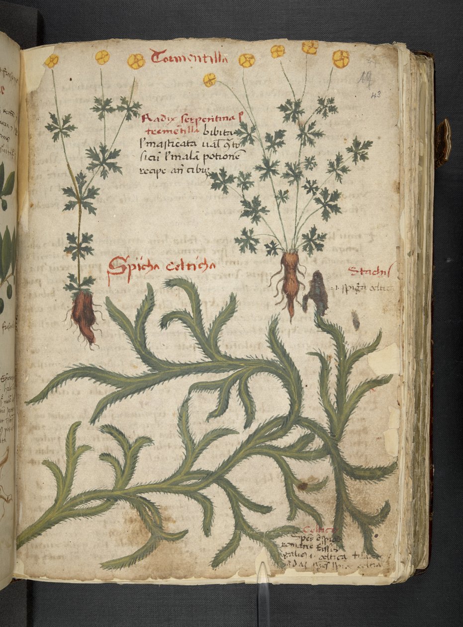 Een kruidenboek, Belluno door Italian School