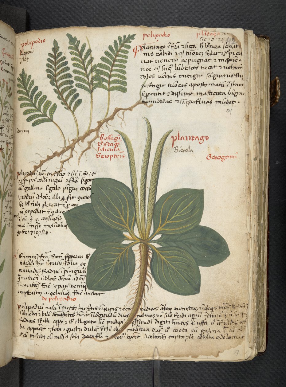 Een kruidenboek, Belluno door Italian School