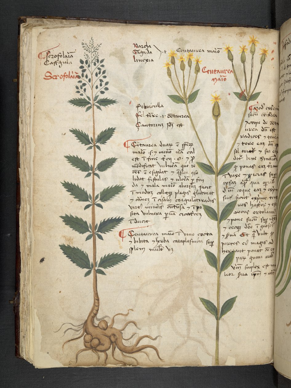 Een kruidenboek, Belluno door Italian School
