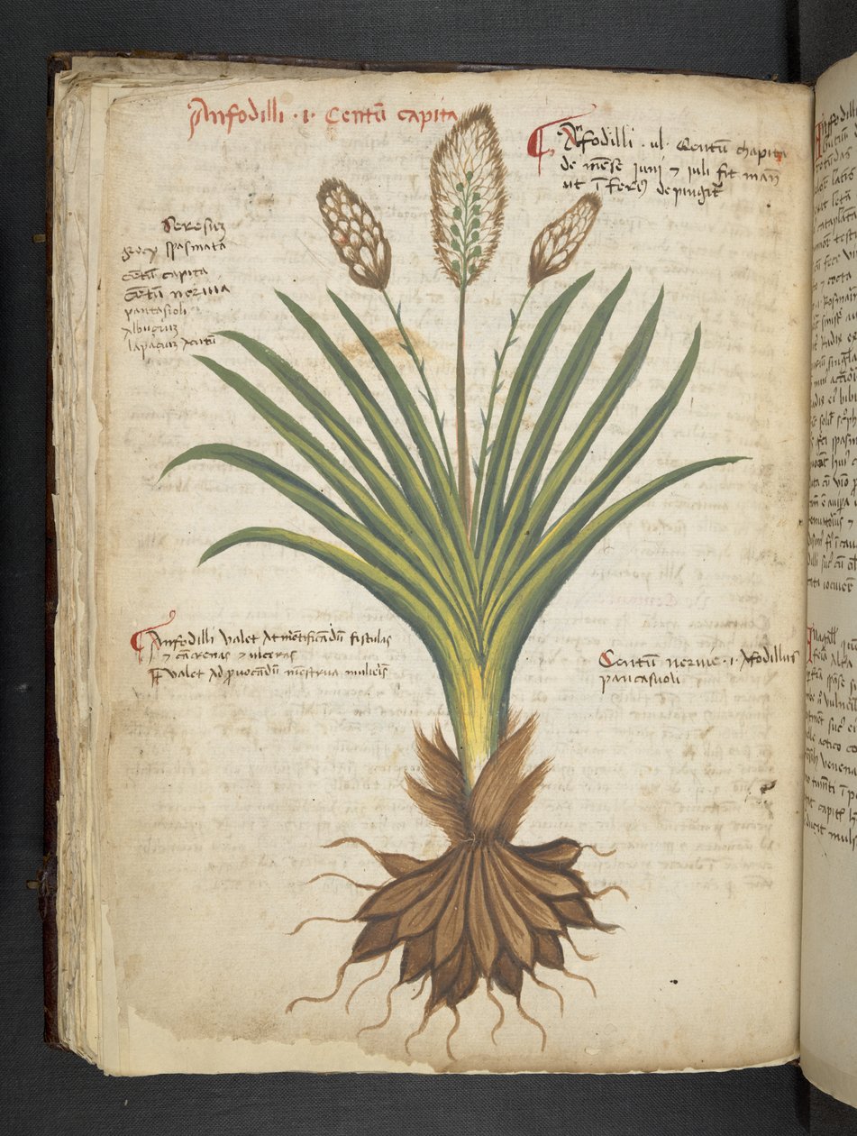Een kruidenboek, Belluno door Italian School