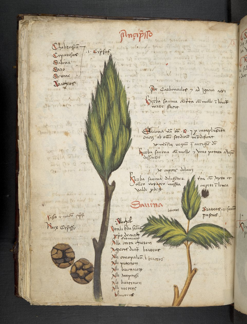 Add MS 41623 f.62v 