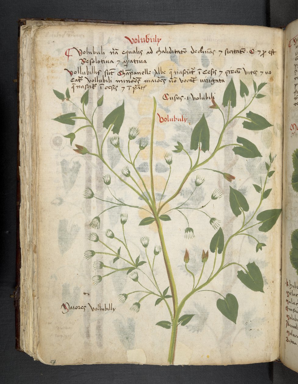 Een kruidenboek, Belluno door Italian School