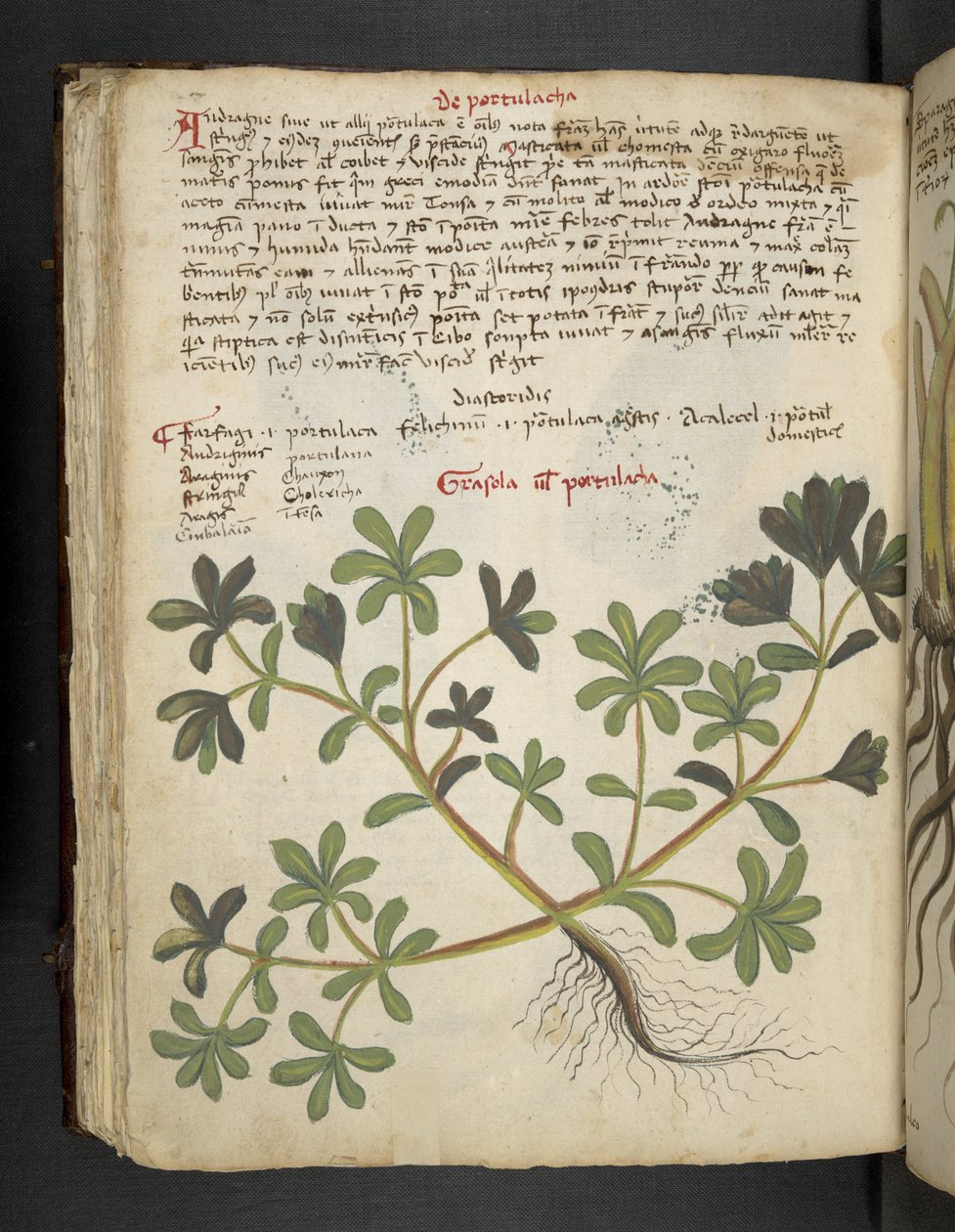 De Portulaca, uit een kruidenboek, Belluno door Italian School